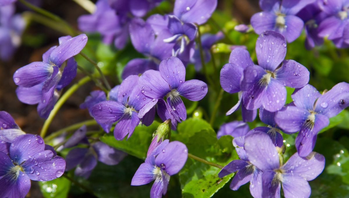 1200x680_gettyimages-173846807